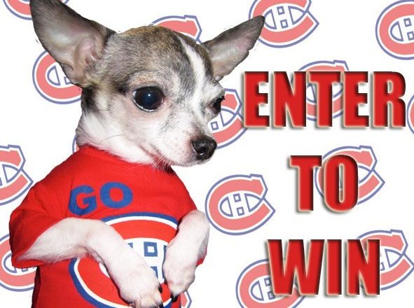 habs dog jersey