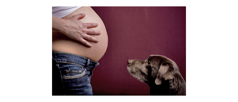 dog-training-dogs-and-babies-can-dogs-tell-if-humans-are-pregnant