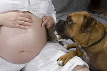 can a dog get pregnant after one tie