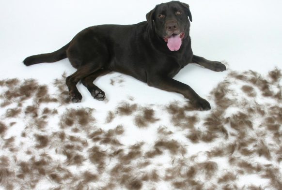 ask-a-vet-my-dog-is-shedding-a-lot-montreal-dog-blog