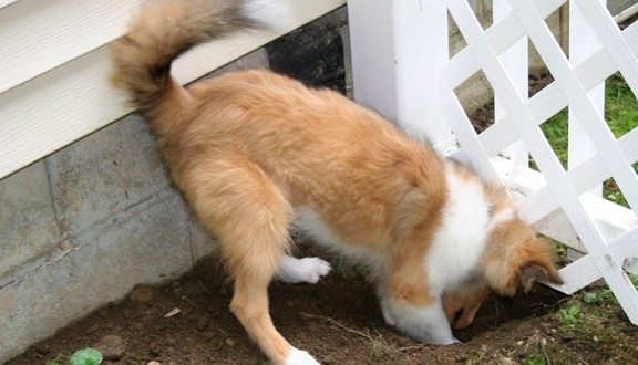 Digging hotsell under fence